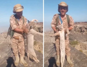 بالفيديو.. يمني يقتل "الوشق العربي النادر "... ويعلق :"  َما خلى غنمة ولا عرسة"