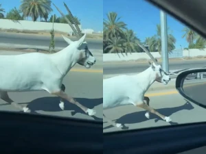 بالفيديو: مواطن يقود سيارته يصادف “المها العربي” يسير بجانبه على طريق في بريدة