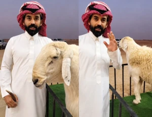 بالفيديو.. شاب: خروف حري يدرّ عليّ أكثر من مليون ريال.. وعائده يفوق دخل عمارة