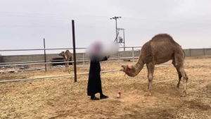 عقوبة إيذاء أي نوع من أنواع الثروة الحيوانية: السجن 5 سنوات وغرامة قد تصل 10 ملايين ريال