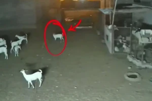 “الجن” داخل دائرة الاتهام .. فيديو يوثق سحب ماعز بطريقة غامضة داخل مزرعة ويثير الجدل
