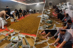 بالفيديو.. عمالة تفرغ كميات ضخمة من «تمور القصيم» وإعادة تعبئتها يثير الجدل.. وتساؤلات حول الاشتراطات الصحية