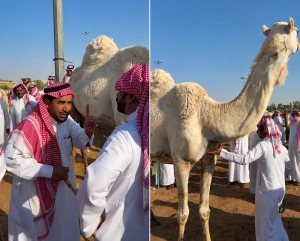 بالفيديو.. ناقة تشعل المنافسة في مزاد علني بالقصيم