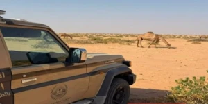 القبض على مواطن لارتكابه مخالفة الرعي في محمية الملك عبدالعزيز الملكية.. والكشف عن العقوبة المتوقعة بحقه