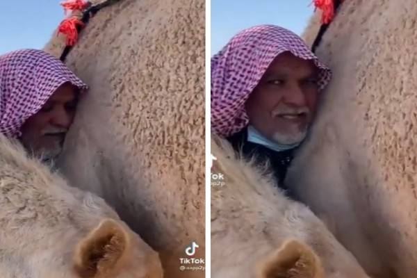 شاهد.. ردة فعل ناقة عندما رأت صاحبها الذي باعها منذ فترة