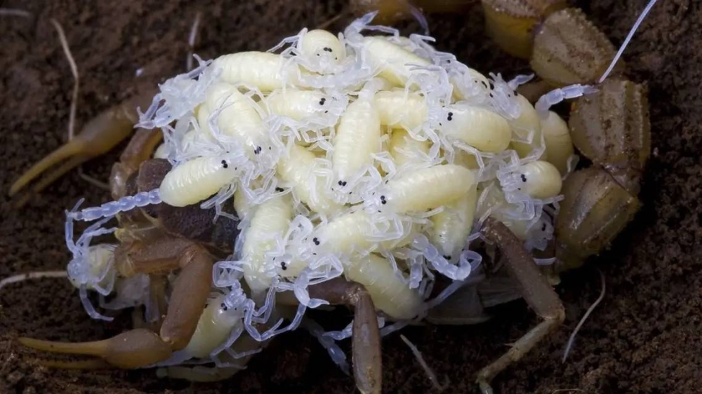 هل تشق العقارب ظهر الأم وتقتات عليها فور ولادتها؟.. خبير يرد على الجدل المثار