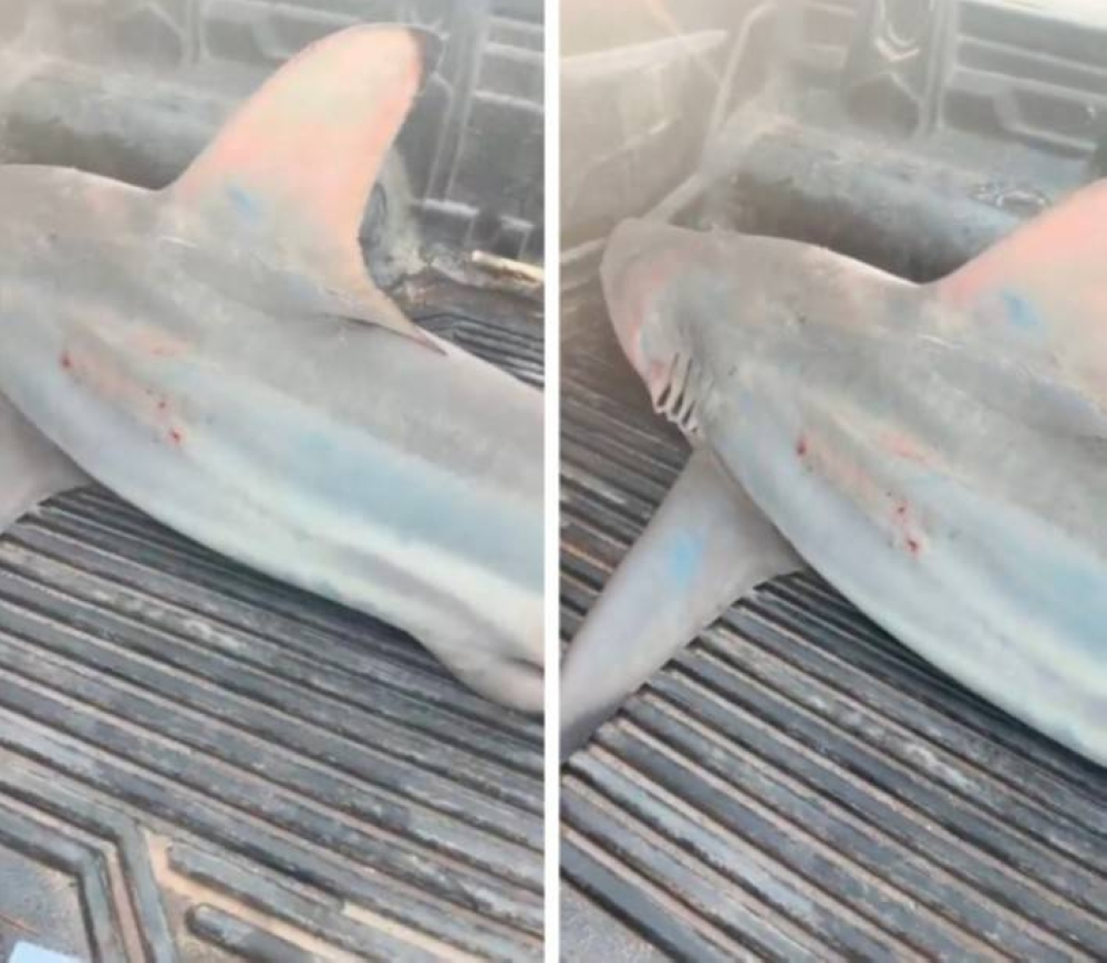 شاهد.. اصطياد "قرش ضخم" هاجم قارب صيادين في "جزيرة فرسان" والتهم أسماكهم