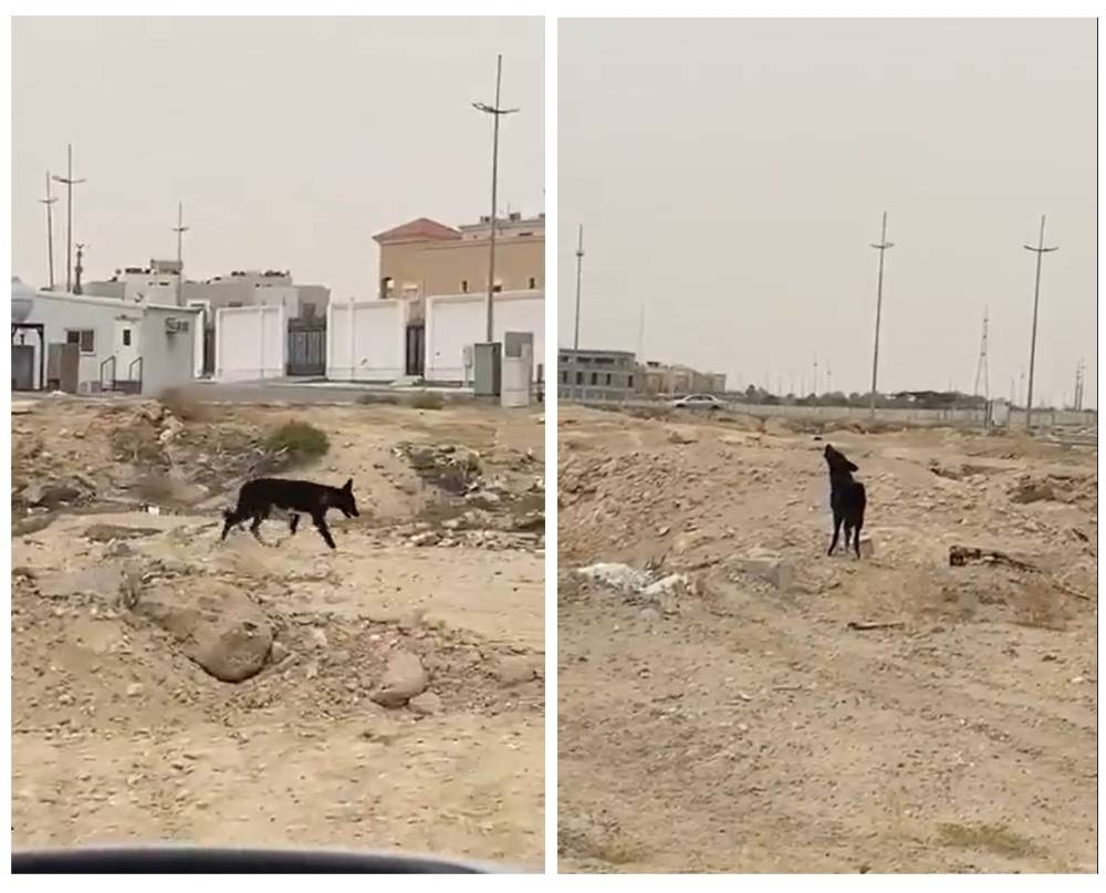 شاهد : "ذئب أسود" يتجول داخل حي المنتزه بالدمام شاهد : "ذئب أسود" يتجول داخل حي المنتزه بالدمام