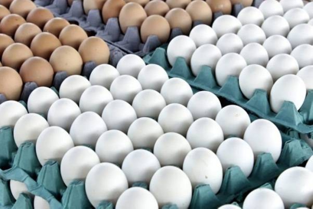 أول تعليق من لجنة منتجي الدواجن بشأن بيع البيض بأسعار أقل في دول مجاورة