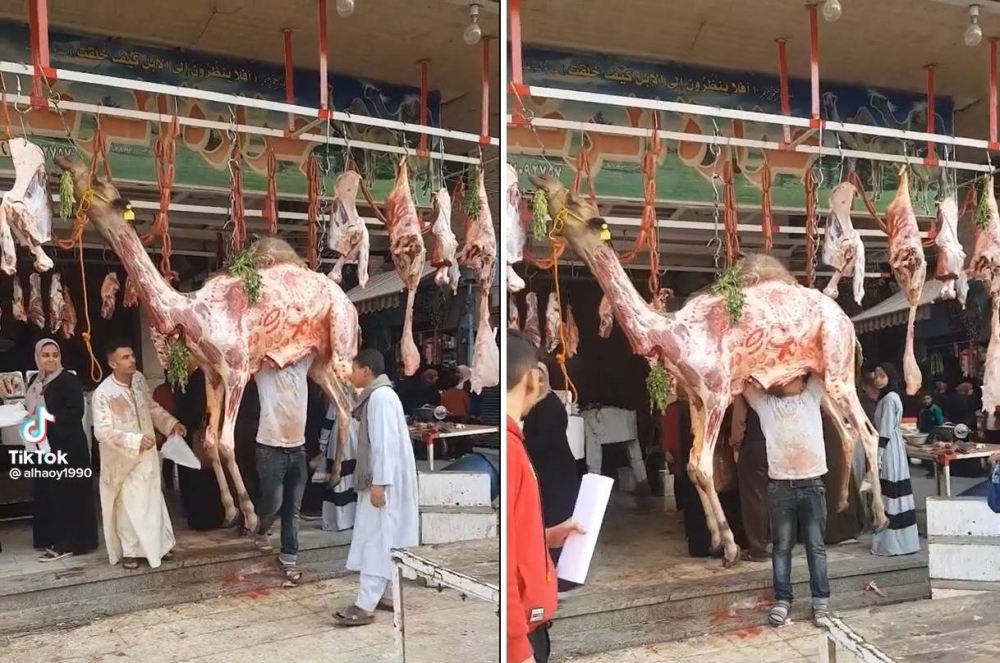 سُلخ جلده واقفًا وكأنه حي .. شاهد جمل غريب في ملحمة بمصر!