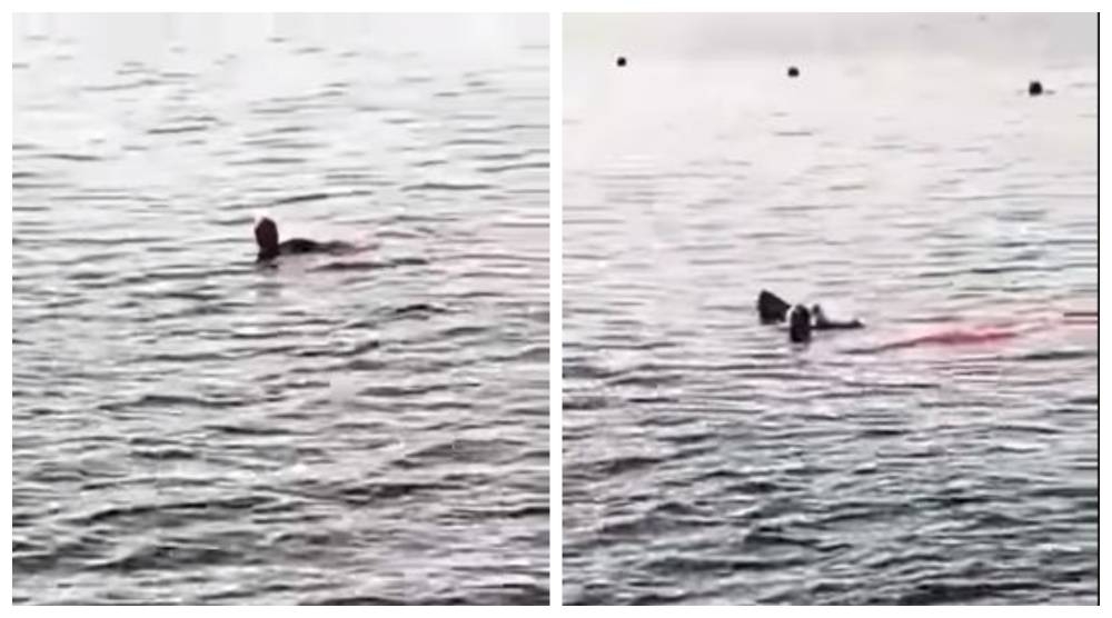 شاهد: سمكة قرش تهاجم سائحة أثناء سباحتها بشواطئ الغردقة في مصر وتتسبب في مقتلها