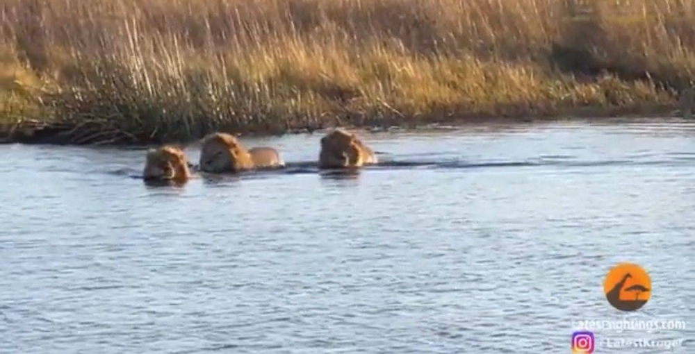 شاهد : فرس نهر عملاق يهاجم 3 أسود .. وأحدهما يفلت منه بأعجوبة !