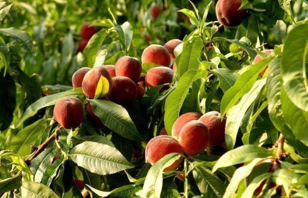 "خالية من الكوليسترول والصوديوم".. "فاكهة صيفية" تقي من أمراض القلب والسكتة الدماغية والسرطان 