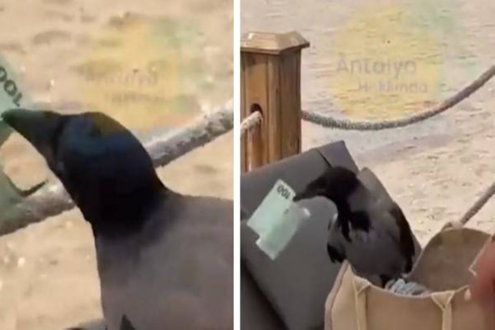 غراب ينشل 100 يورو من حقيبة سائحة داخل أحد المنتجعات السياحية.. شاهد: ردة فعل الأخيرة