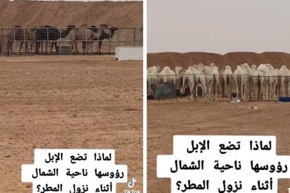 شاهد: مواطن يوثق تصرفًا غريبًا للإبل أثناء نزول المطر