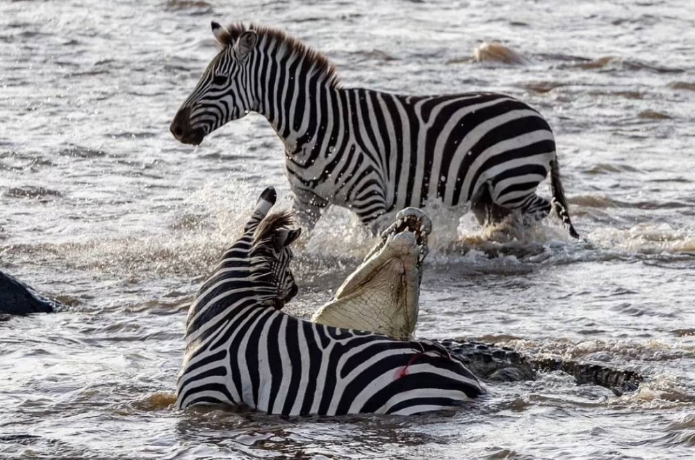 بالصور .. حمار وحشي يهاجم تمساحاً ويغرز أسنانه في حلقه