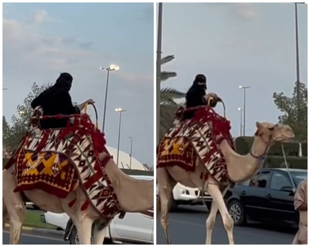 شاهد.. الرحالة "رشا القرشي" تصل المدينة على ظهر ناقتها
