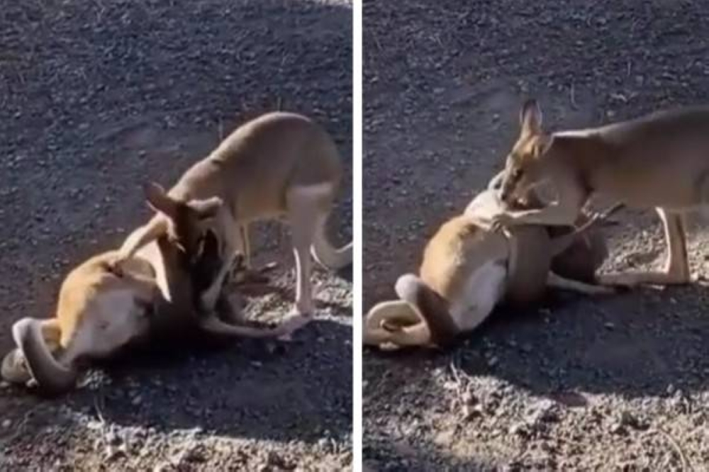 التف حولها لابتلاعها.. شاهد: لحظة محاولة كنغر صغير إنقاذ أمه من قبضة ثعبان ضخم