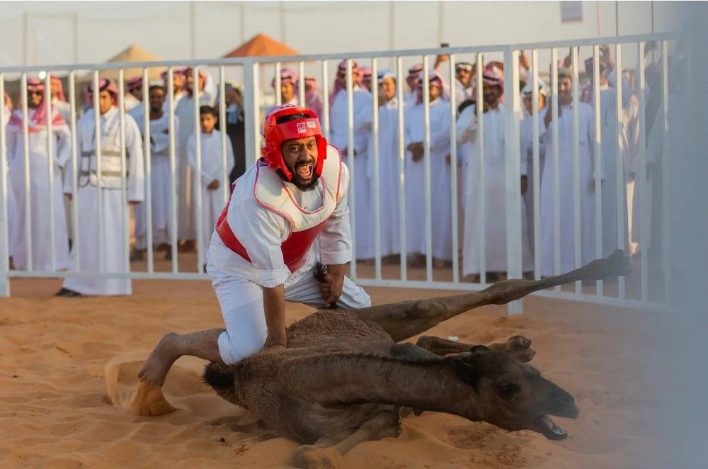 شاهد..  «مسابقة طرح القعود» بمهرجان مزاد الإبل في حائل