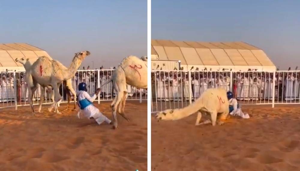 "على أنغام موسيقى المصارعة الحرة".. شاهد: مواطن يدخل الحلبة ويتمكن من طرح القعود