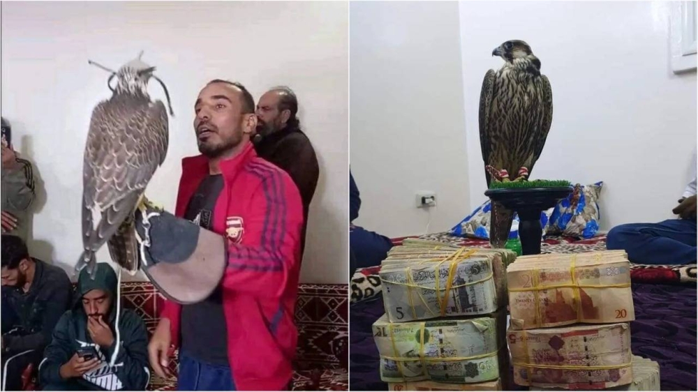 بيع أغلى صقر شاهين في العالم.. اشتراه تاجر ليبي بمبلغ صادم  ليهديه إلى نجل حفتر! - صور