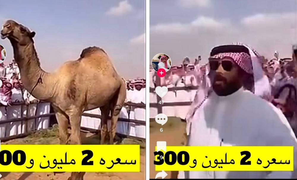 في مزاد علني .. شاهد.. أحد أبناء الراحل  "قعيد الشلاحي" يشتري قعود والده بـ 2 مليون و 300 ألف