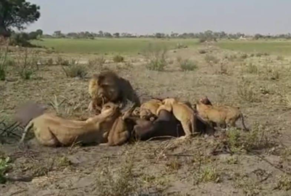شاهد : ردة فعل أسد مثيرة تجاه لبؤة حاولت تشارك الأشبال تناول الفريسة!