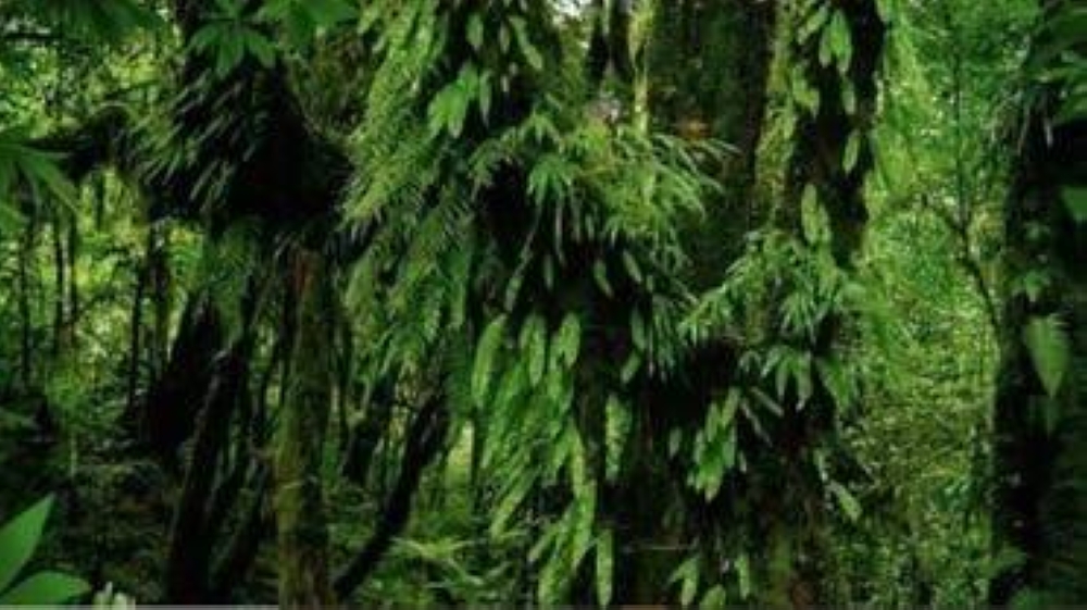 اختبر قوة ملاحظتك..  هل يمكنك العثور على الببغاء بين الأشجار في 5 ثوانٍ