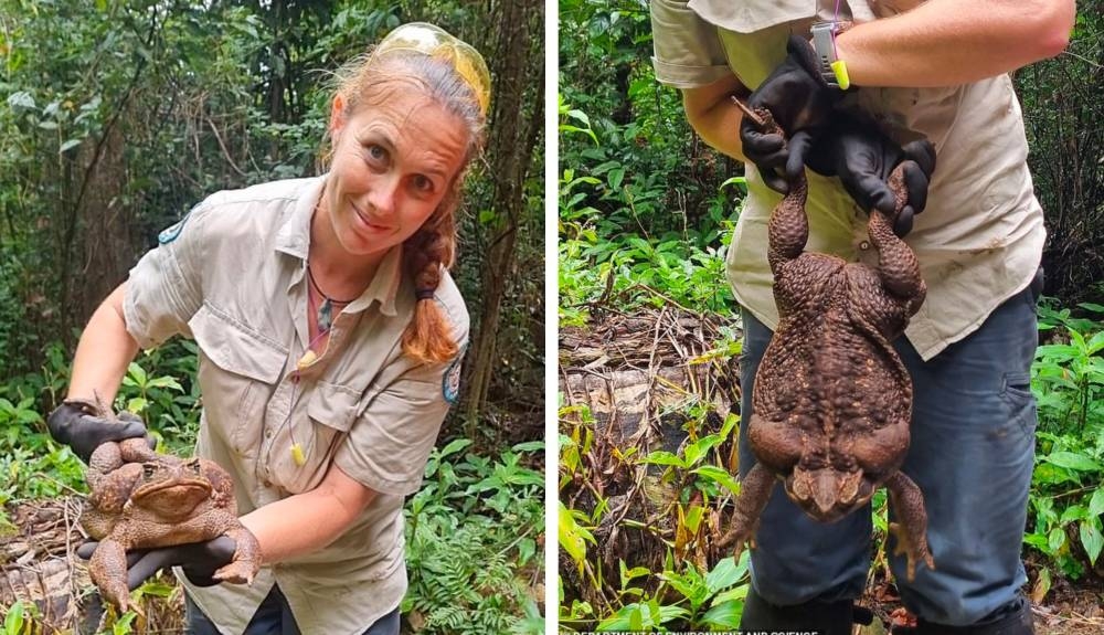 شاهد :أكبر ضفدع في العالم والكشف عن وزنه ومكان تواجده