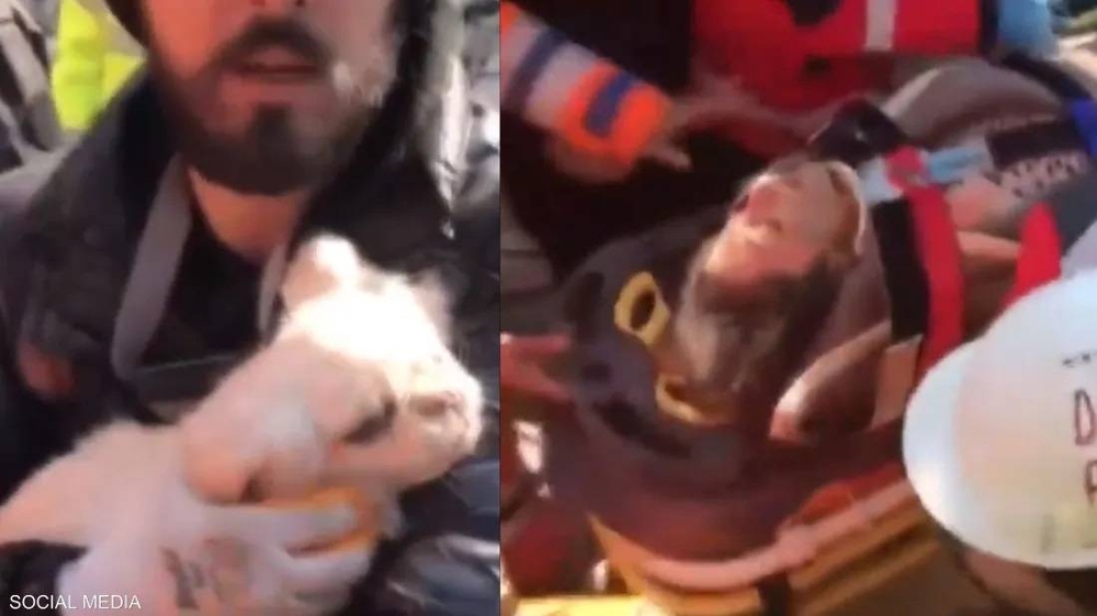 بالفيديو.. كلبة ترشد رجال الإنقاذ عن موقع صاحبتها تحت الأنقاض بعد مضي 103 ساعات