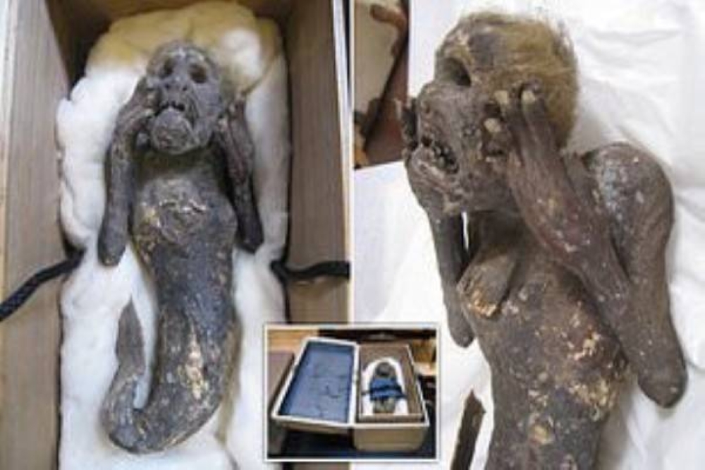حقيقة "مومياء حورية البحر"  التي عثر عليها قبل 300 عام في المحيط الهادئ