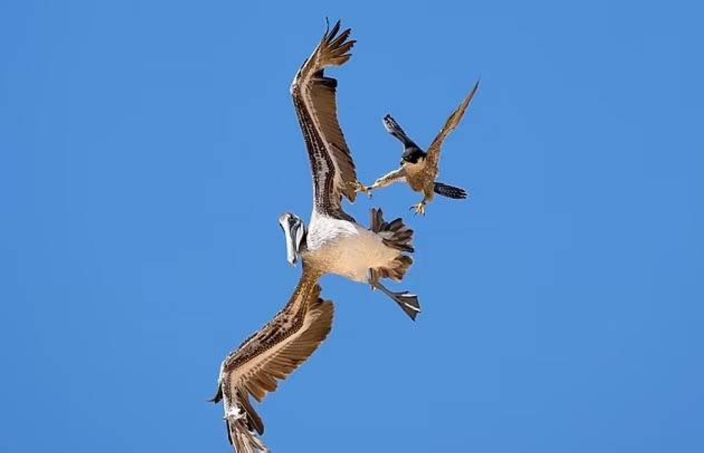 بالصور.. صقر شاهين يهاجم بجعة ضخمة طارت بالقرب من عشه