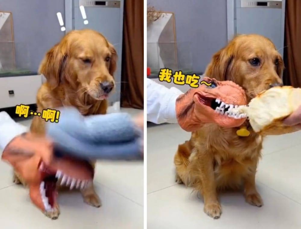 شاهد.. فيديو طريف لردة فعل كلب بعدما ضرب شخص رأس دمية التهمت جزء من الخبز