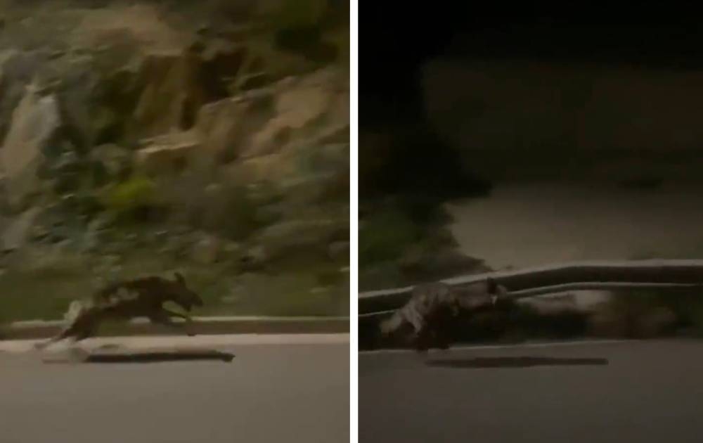 شاهد : ضبع يركض على طريق سريع في أحد المناطق بالمملكة