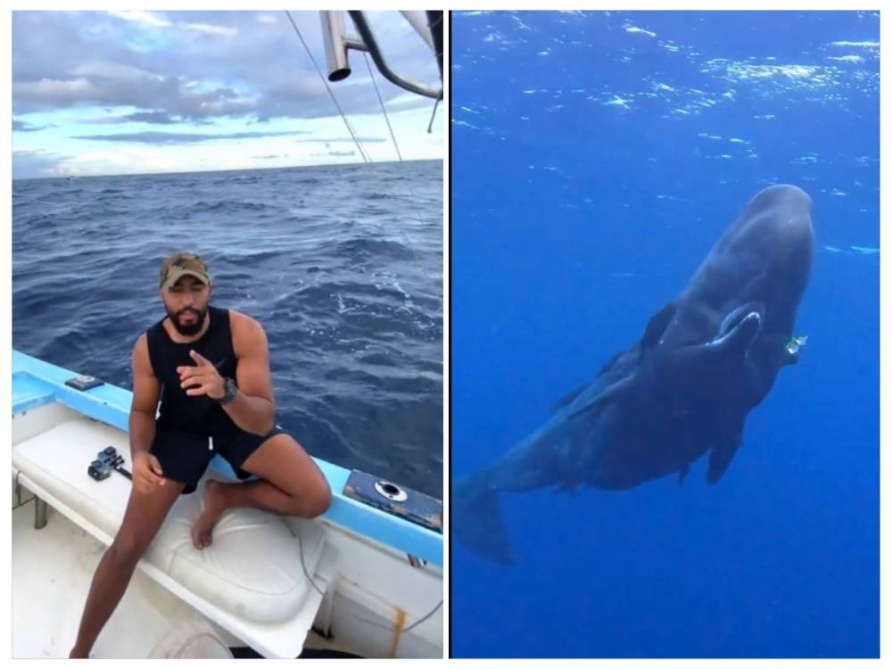 شاهد.. مواطن يسبح مع "حوت العنبر" في المحيط الهندي.. ويعلق: فجأة طلع لي العائلة