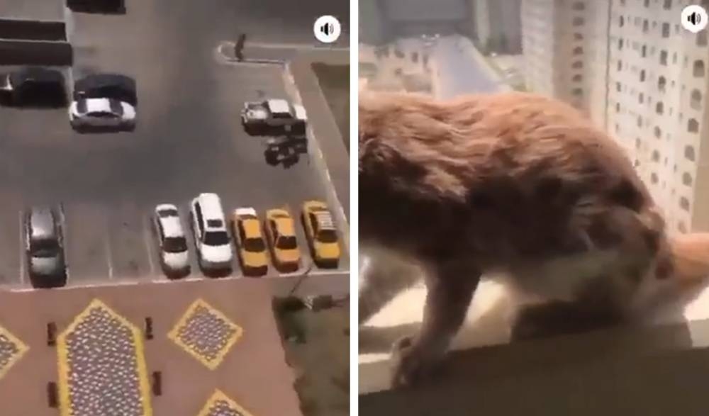 شاهد: فيديو مروع لشاب يرمي قطة من سطح مبنى مرتفع.. وما فعله بعدها صادم!