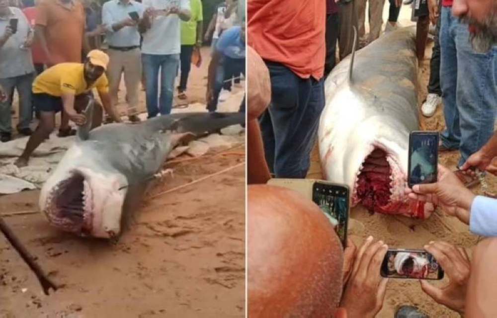 راقص السائح قبل التهامه.. منقذ "بحري" يكشف تفاصيل جديدة عن القرش الذي افترس الشاب الروسي في الغردقة