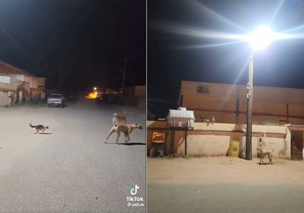 شاهد: ردة فعل قطة تفاجأت بكلب يهجم على صغارها في الشارع