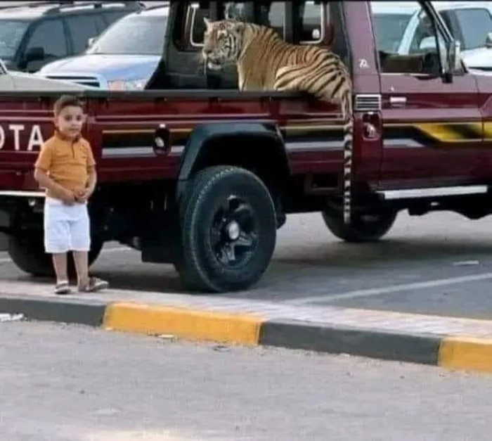 ليبيا.. نمر ينقض على طفل ويفترسه أثناء تجوله في مزرعة والده _صور