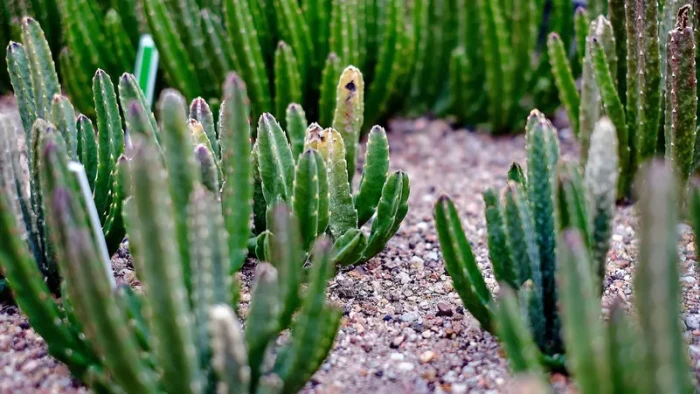 "بسبب عادة شائعة في أول جمعة برجب".. وفاة عائلة يمنية كاملة بعد تناول نبتة سامة شبيهة بالصبار