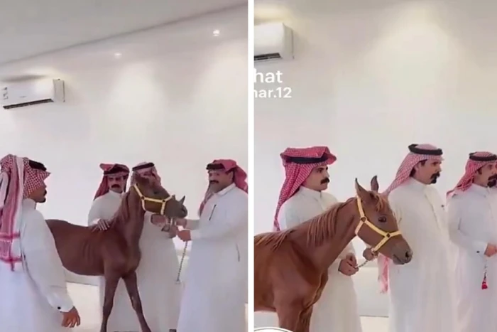 بالفيديو: مواطن يجلب حصاناً إلى داخل مجلس ليقدمه هدية لضيفه