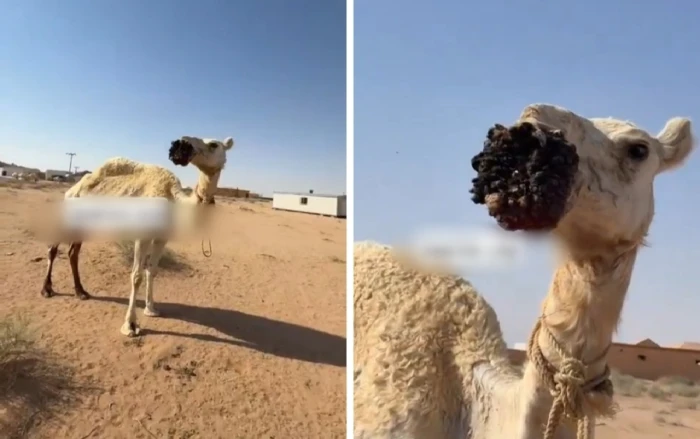 بالفيديو.. إصابة ناقة بمرض غريب يثير تفاعلاً واسعًا على مواقع التواصل