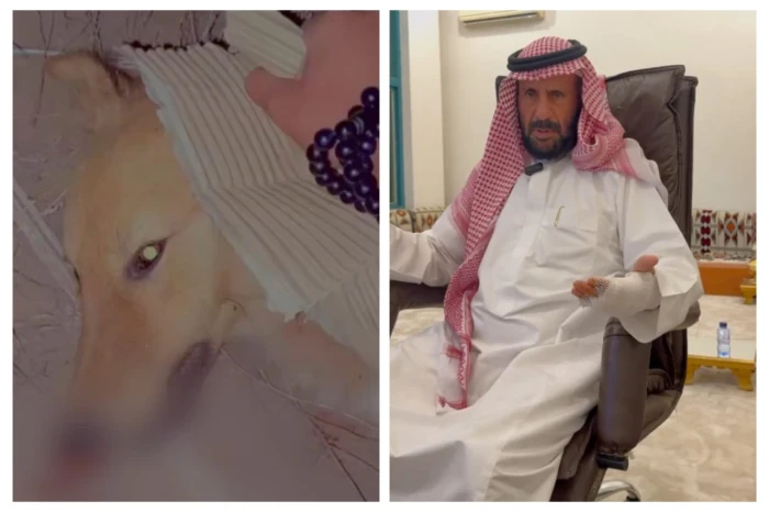 "أدخلت يدي في حلقه".. بالفيديو.. مواطن من حائل يروي لحظة هجوم ذئب عليه داخل مزرعته وكيف نجا منه بعد عراك طويل معه