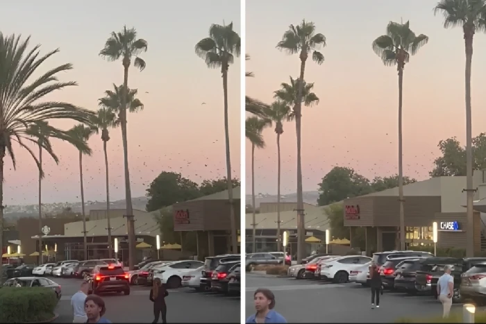 بالفيديو.. حركة غير طبيعية للطيور قبل تحذير من تسونامي في كاليفورنيا بعد زلزال كامتشاتكا في روسيا