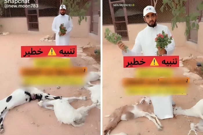 بالفيديو: مواطن يكشف عن  شجرة زينة تسببت في وفاة 5 من الماعز  ويوضح خطورتها