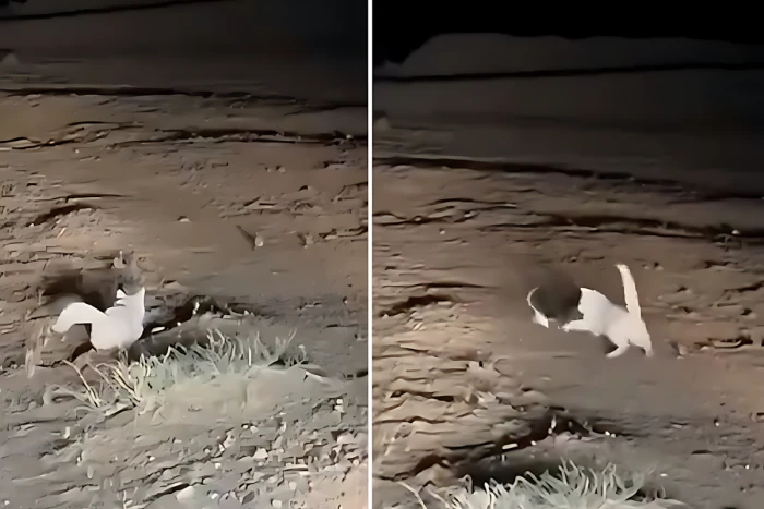 فيديو طريف لشخص يطلب من قطته اصطياد جربوع في الصحراء .. شاهد كيف نجحت في المهمة