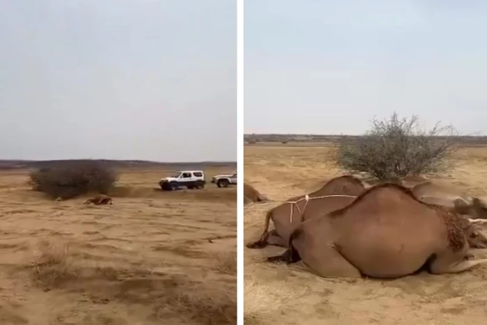 بالفيديو: نفوق مجموعة من الإبل بسبب صاعقة رعدية ضربت القنفذة