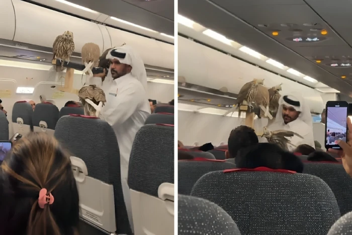 بالفيديو.. مسافر يصطحب صقوره على متن طائرة ويثير جدلا واسعا