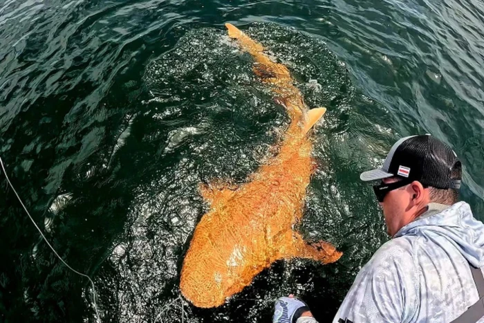 لأول مرة.. بالصور: اصطياد سمكة قرش برتقالية نادرة قبالة سواحل كوستاريكا
