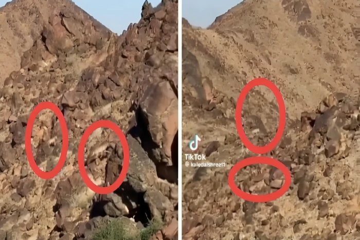 بالفيديو: مواطن يوثق تواجد ذئاب على جبل  بالمدينة المنورة
